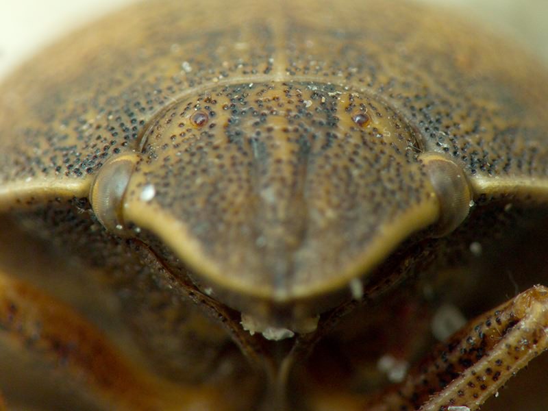 Eurygaster integriceps Puton, 1881